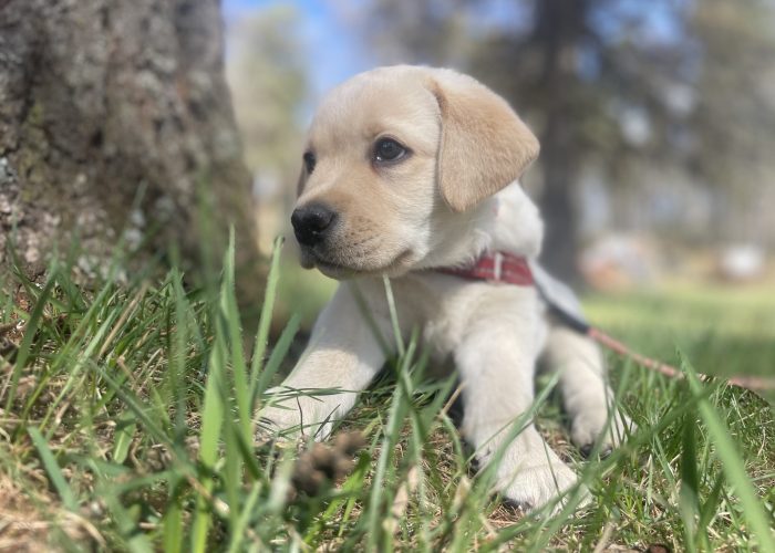 Söpöläinen käymässä Kylätalolla